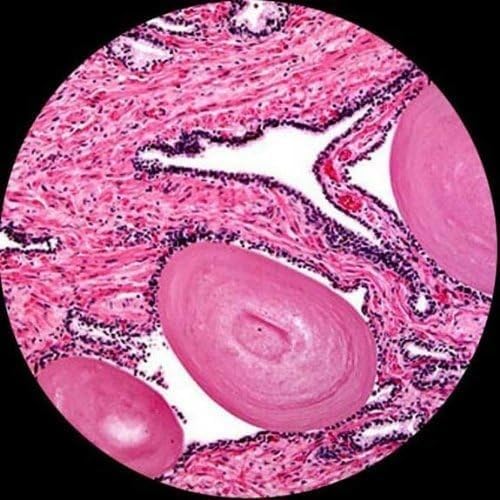 AmScope M620B Compound Monocular Microscope, WF10x and WF20x Eyepieces - Image 7